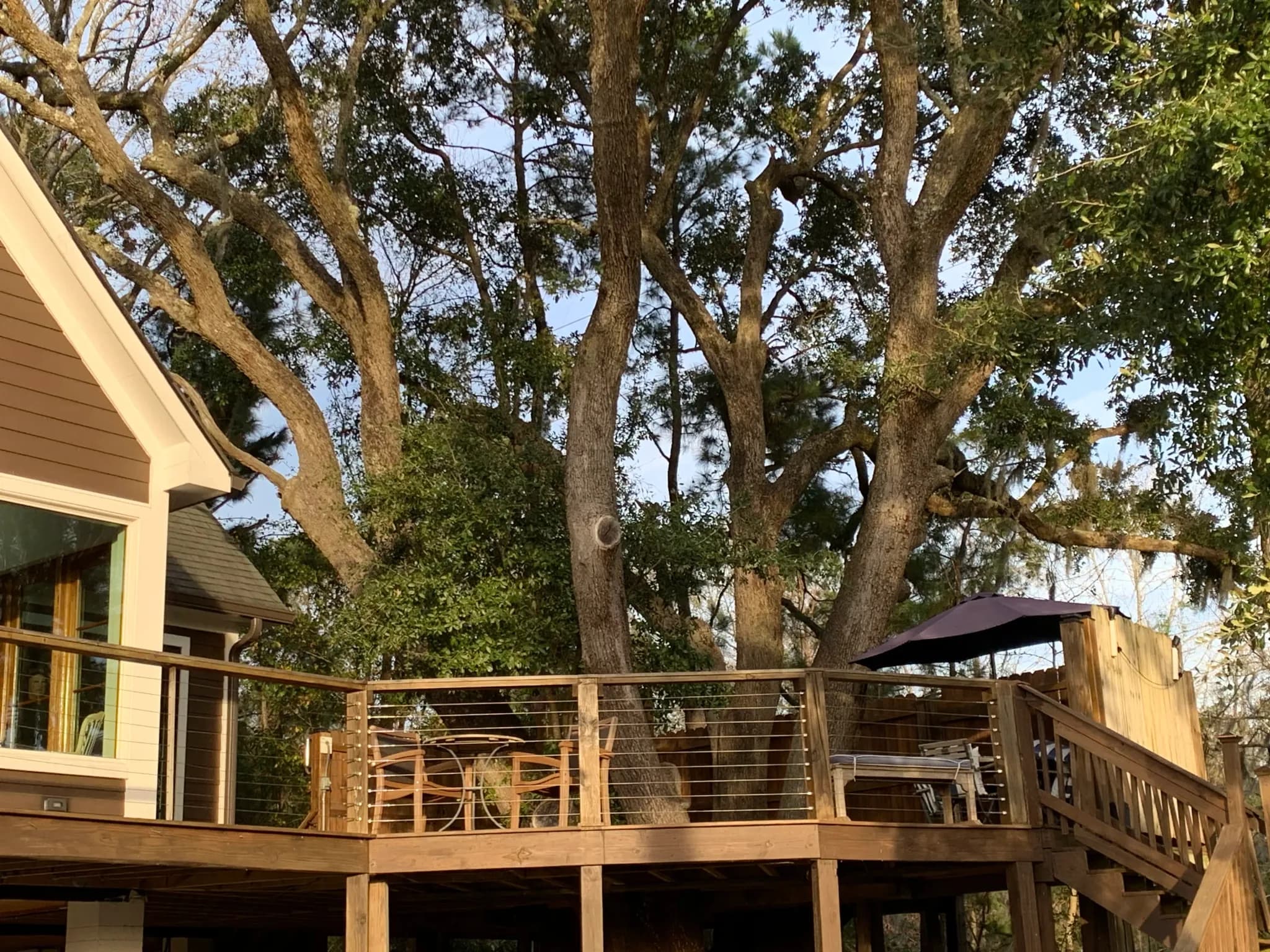 Charleston Treehouse deck seen from below, up in the live oak canopy