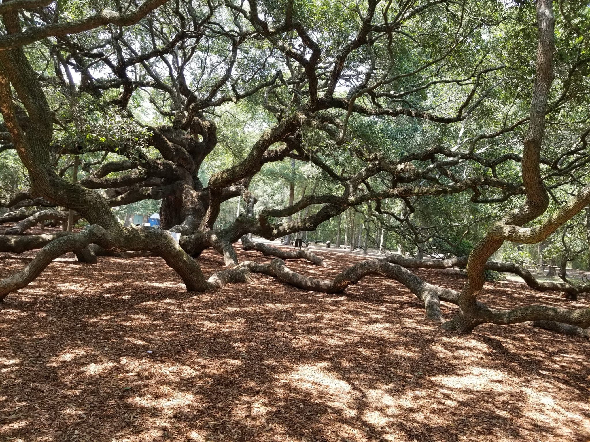 Looking up into the canopy of the Angel Oak on Johns Island, SC