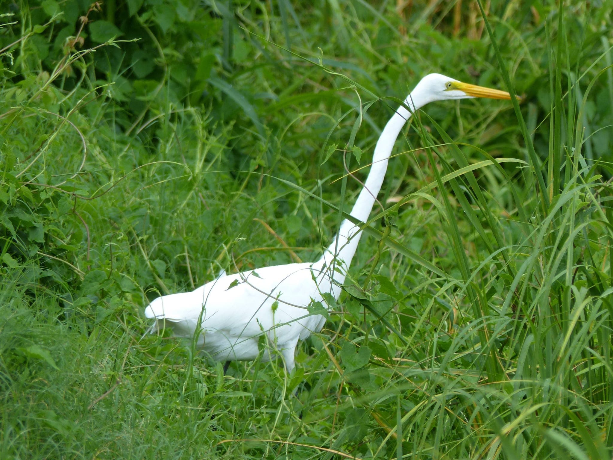 A great egret wading in a tidal pool on Kiawah Island, SC